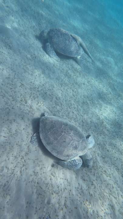 Sonstiges Shams Alam Beach Resort