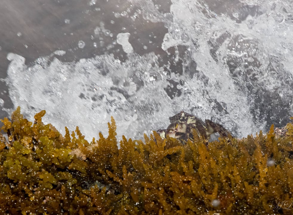 Kleine Krabbe allsun Hotel Carolina Mare