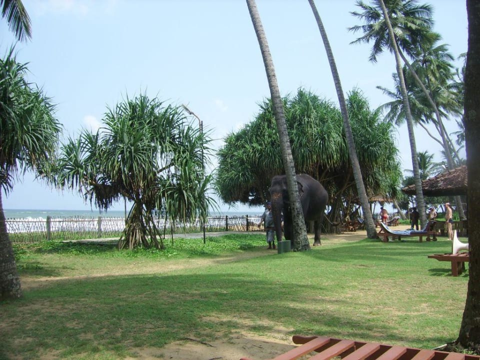 Garten Tangerine Beach Hotel