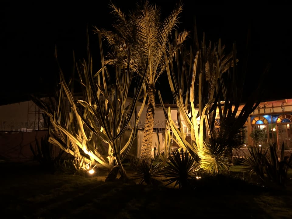 Gartenanlage Desert Rose