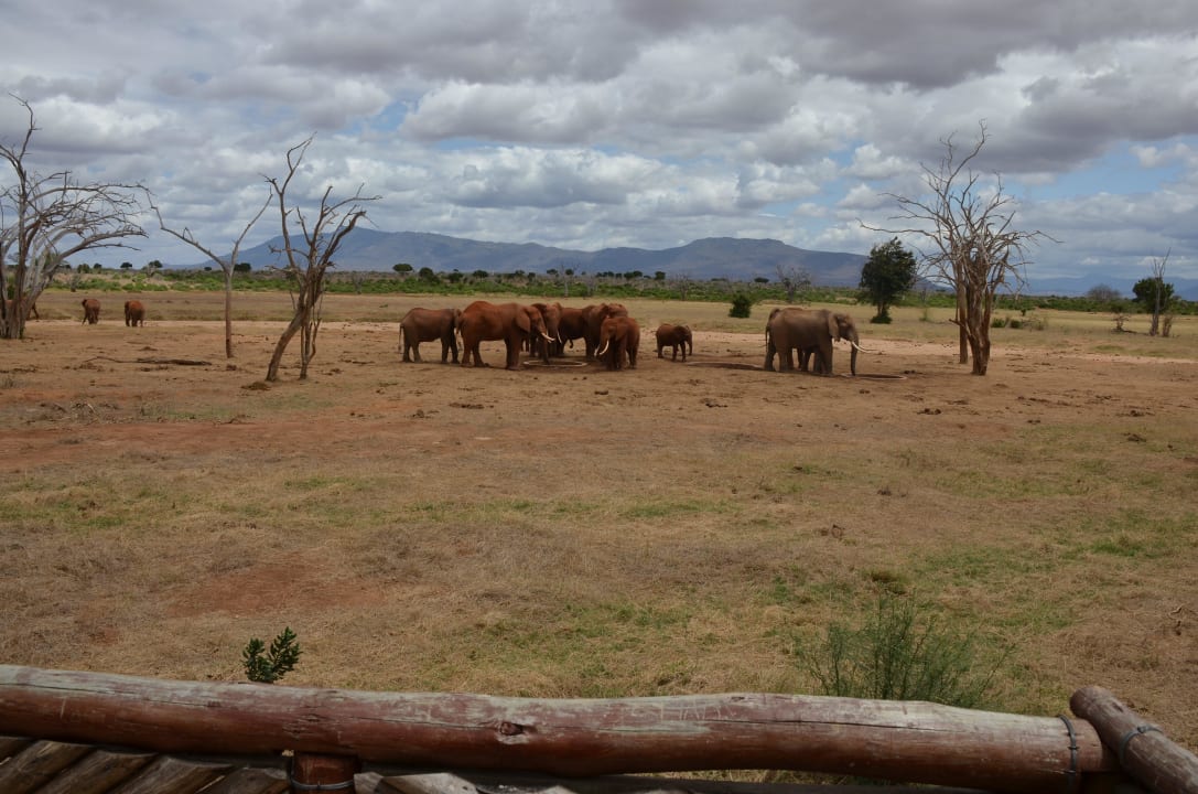 Wasserloch Sentrim Tsavo Lodge
