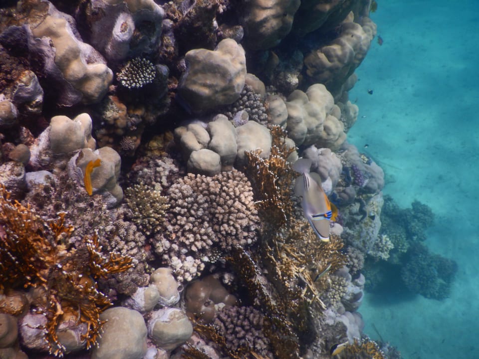 Strand Mövenpick Resort El Quseir