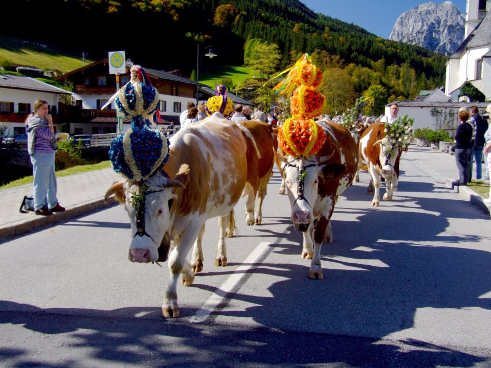 Almabtrieb Kressenlehen FeWo