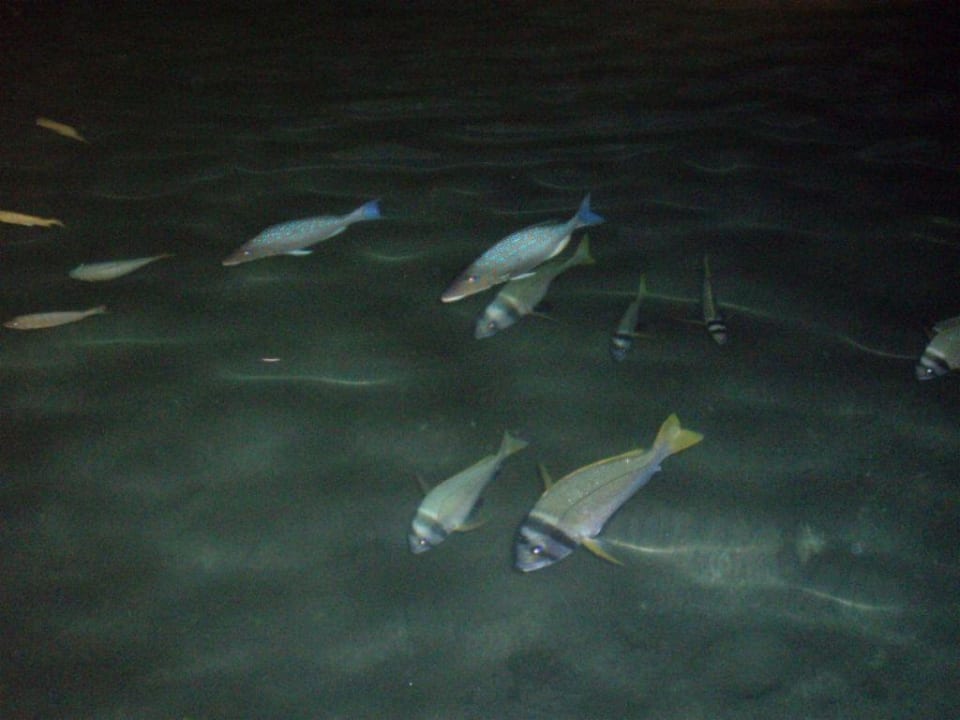 Fische in der Hotellagune Pickalbatros Dana Beach Resort - Hurghada