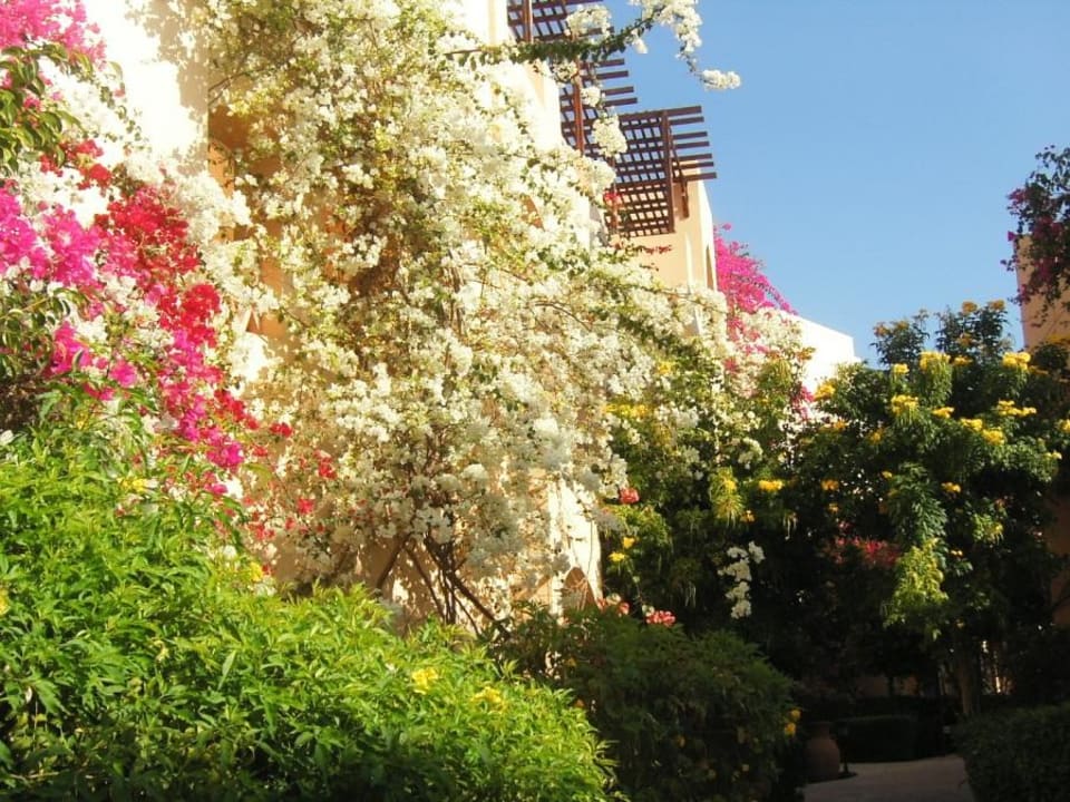 Blumenschmuck Steigenberger Coraya Beach - Adults only