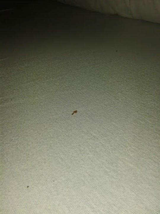 Schmutz im Bett - leider nur schlecht erkennbar  Gasthof Naturfreundehaus Am Hahnenschnabel