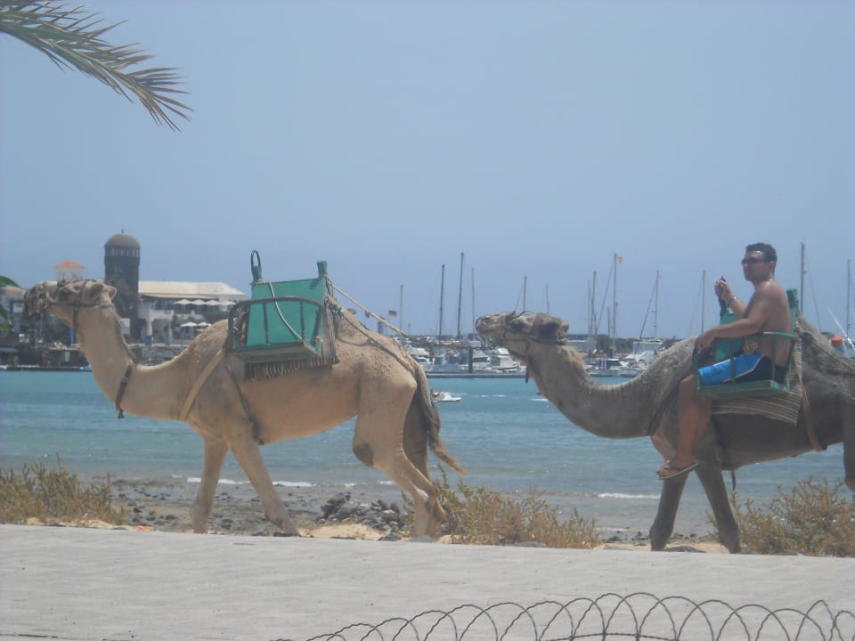 Afryka w Hiszpanii Elba Carlota Beach & Golf Resort