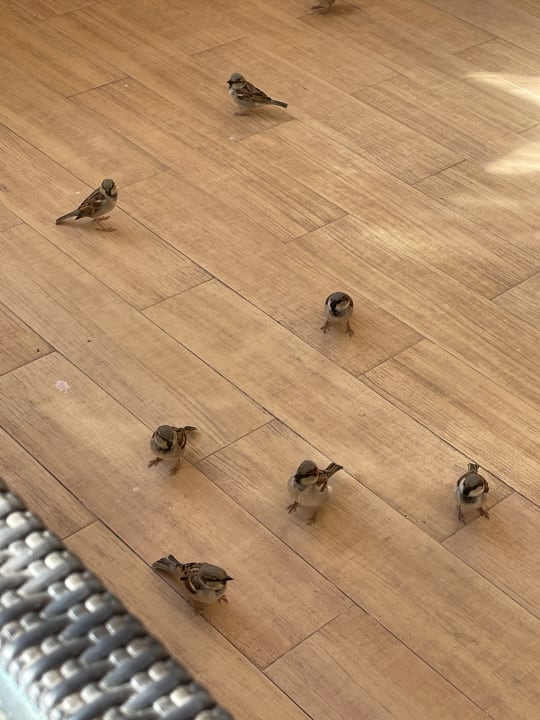 Sonstiges Makadi Spa - Adults only