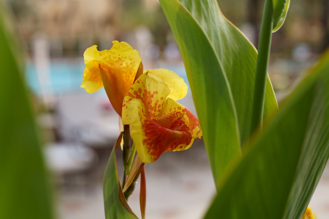 Gartenanlage Steigenberger Coraya Beach - Adults only