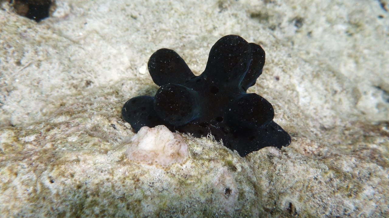 Hausriff Biyadhoo  Biyadhoo Island Resort