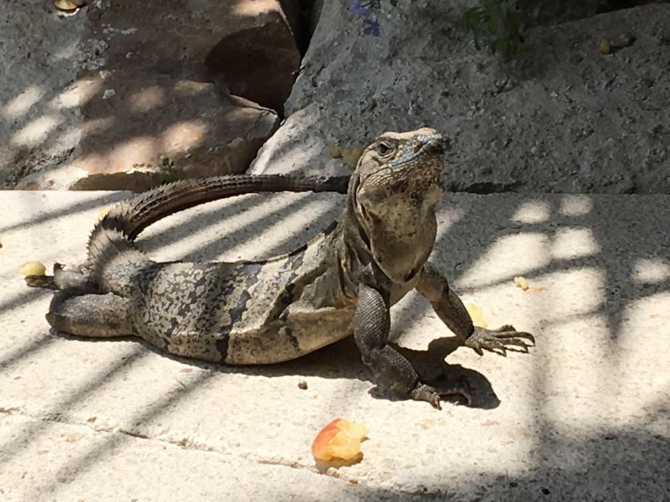 Sonstiges Akumal Bay Beach & Wellness Resort