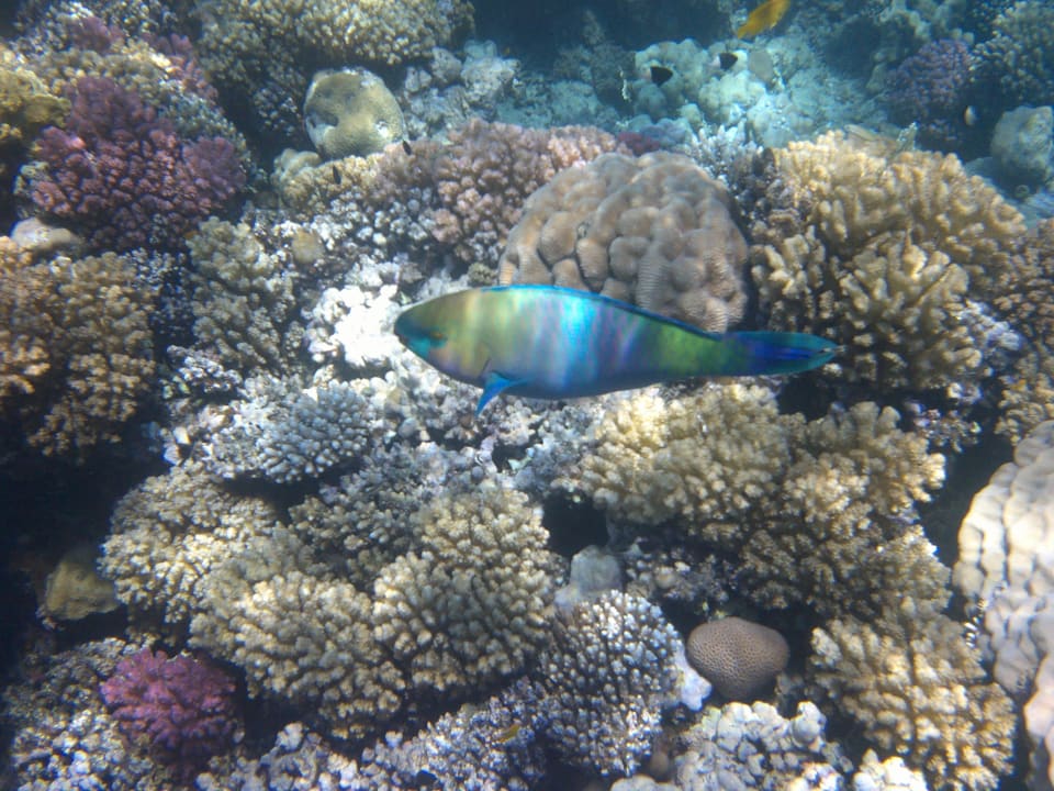 Strand Makadi Spa - Adults only