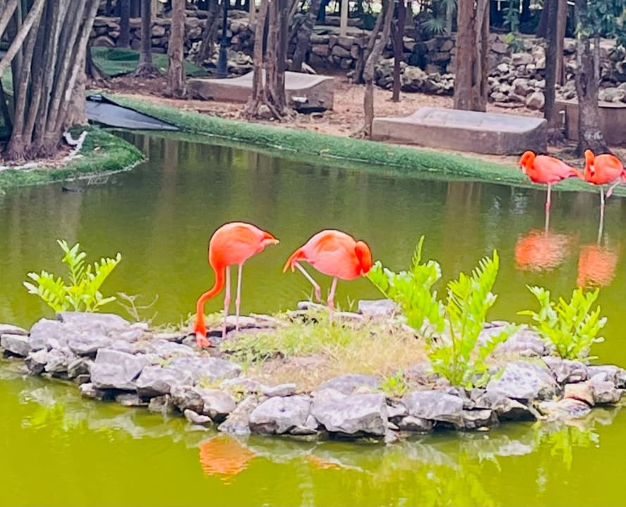 Gartenanlage Grand Palladium Select Costa Mujeres - All Inclusive