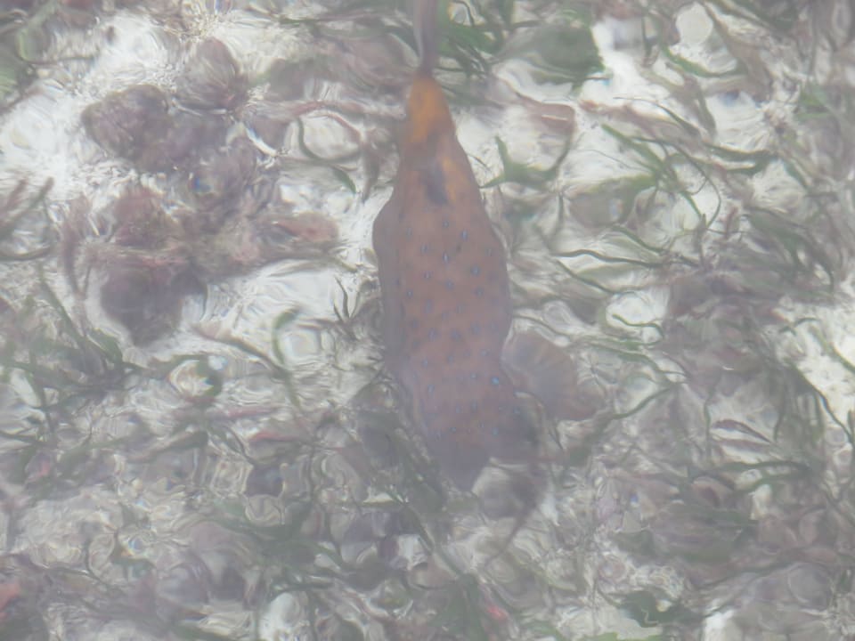 Vom Steg der Ocean Villa fotografierte Fische Adaaran Select Hudhuran Fushi - Premium All Inclusive