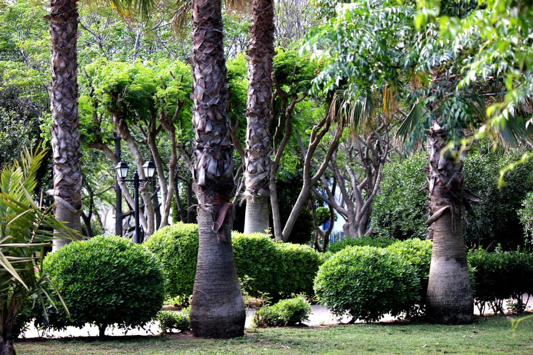 Прогуливаясь по территории Belconti Resort Hotel