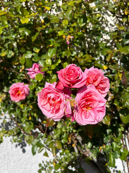 Gartenanlage Revital