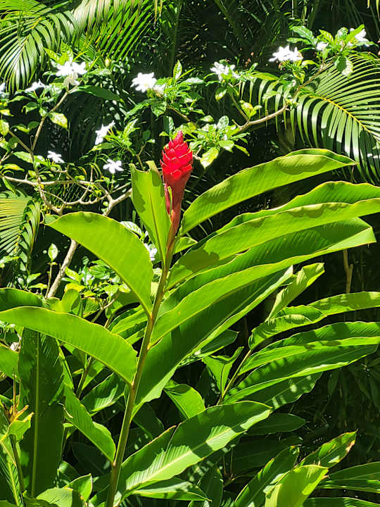 Gartenanlage Hotel Viva Dominicus Palace by Wyndham-All Inclusive Resort