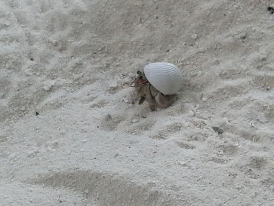 Strand Adaaran Club Rannalhi - All Inclusive