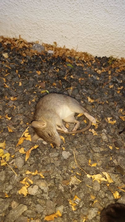 Haustiere inklusive SBH Crystal Beach Hotel & Suites