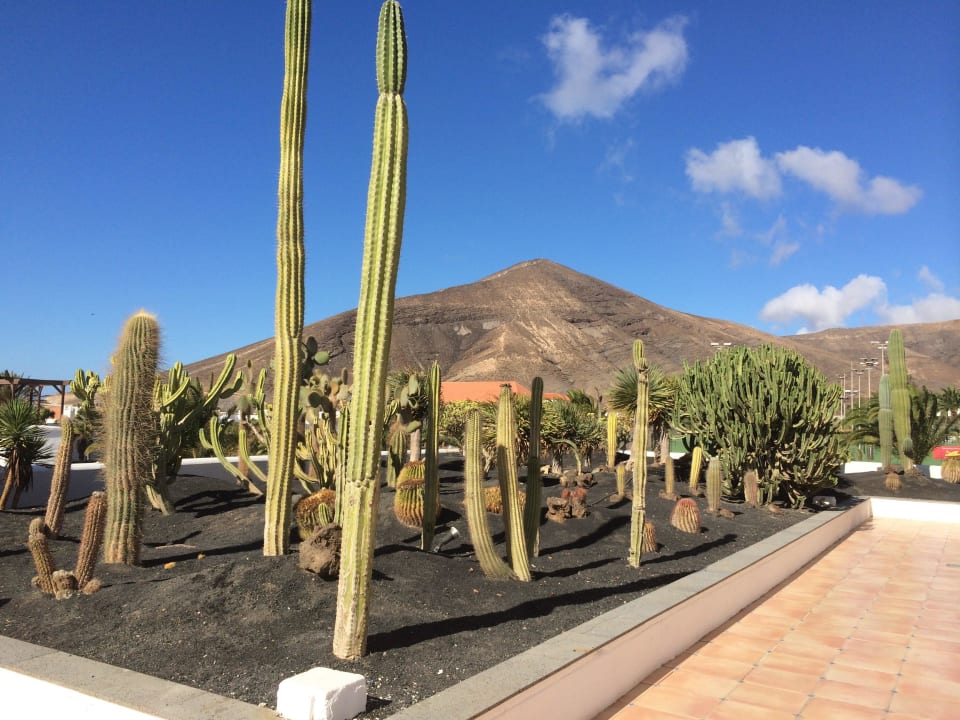 Kakteen neben Hotel Club Jandia Princess