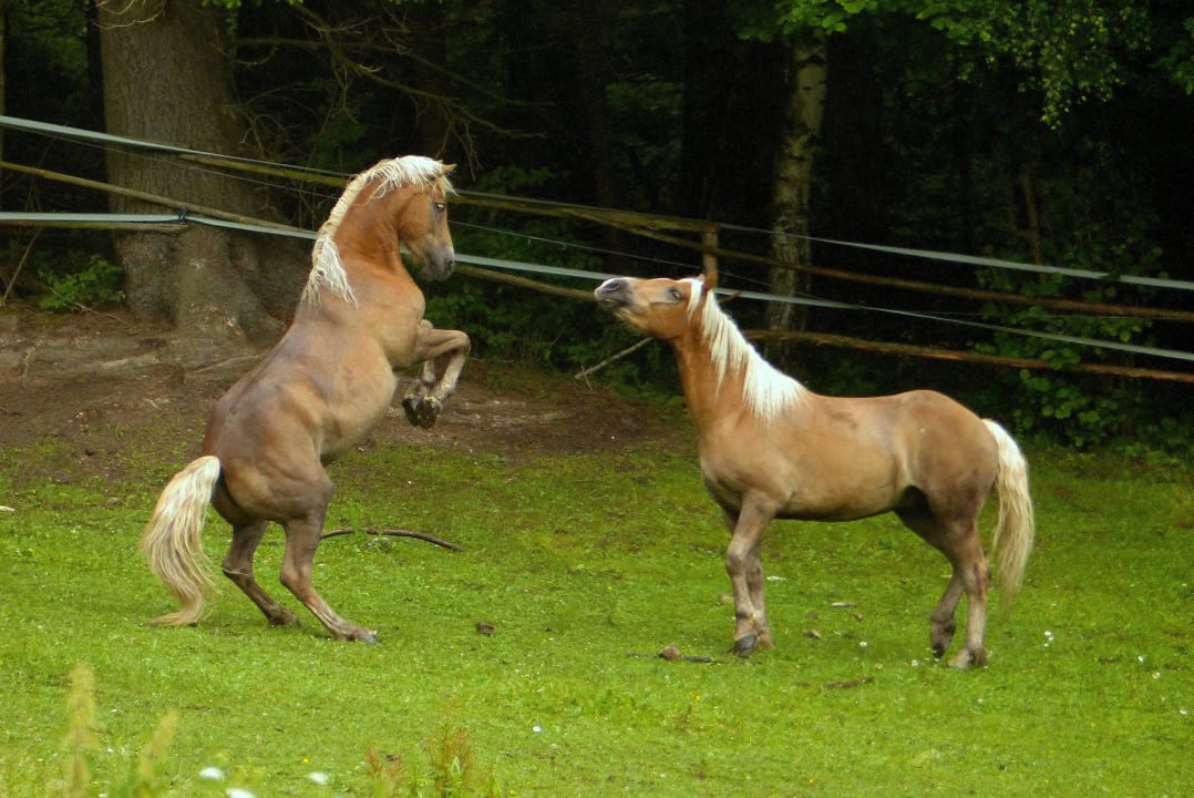 Fauna & Flora auf der Bienanalm LUXGUT - OLIVIA