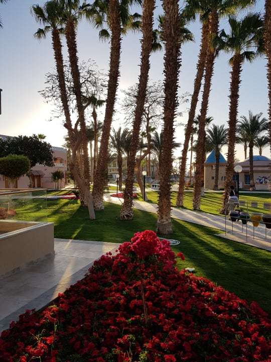 Zimmer Beach Albatros Resort