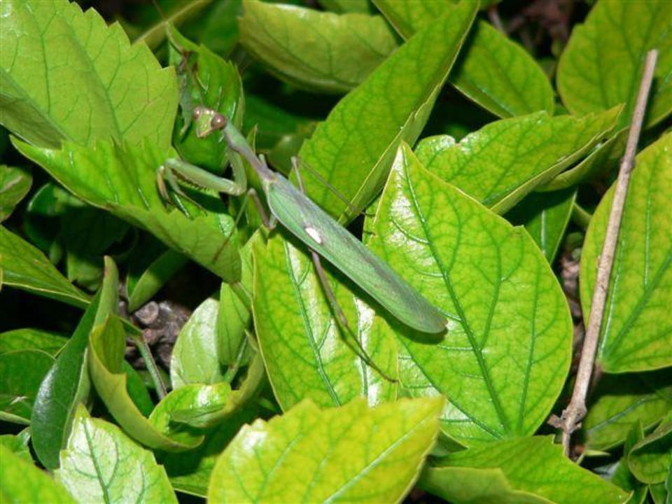 Kleine Gartenbewohner El Mouradi Club Kantaoui