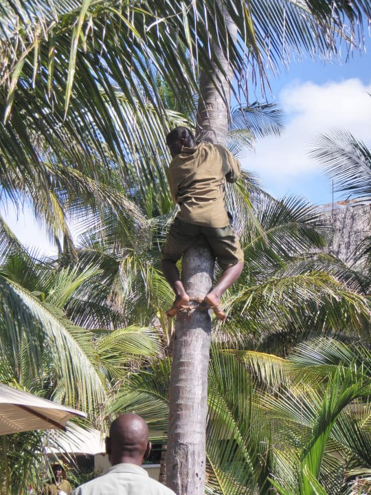 Vertrocknete Blätter werden entfernt Bahari Beach Hotel