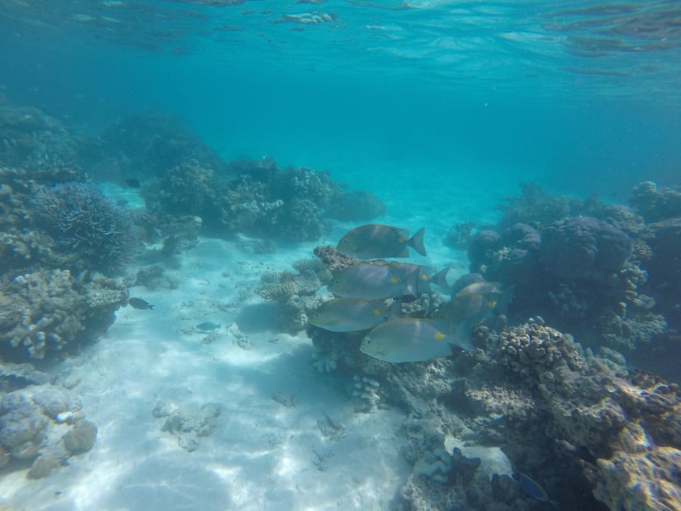 Beim Schnorcheln Komandoo Island Resort & Spa - Adults only