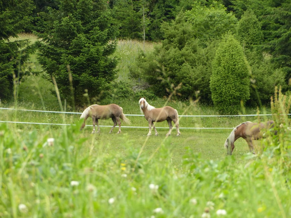 Fauna & Flora auf der Bienanalm LUXGUT - OLIVIA