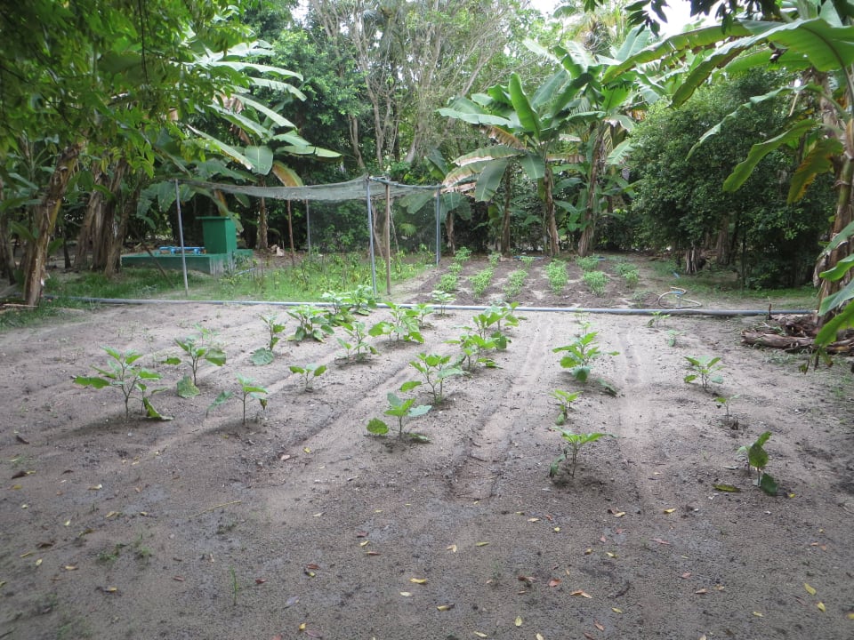 Die Hotel eigene Gärtnerei mit Pflanzenzucht Adaaran Select Hudhuran Fushi - Premium All Inclusive