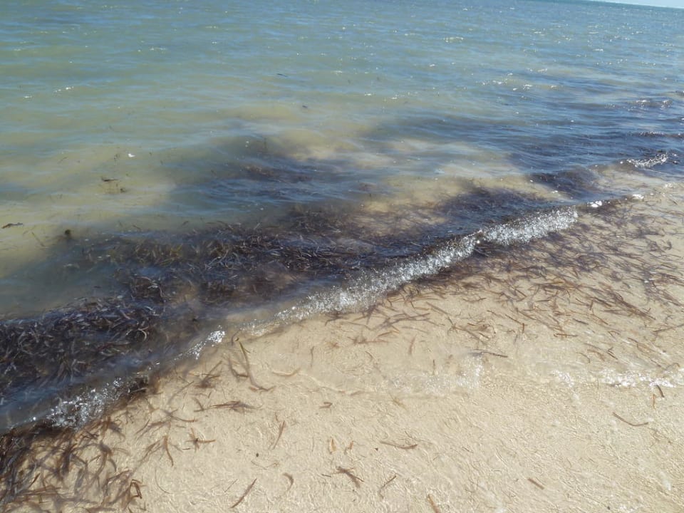 Seegras am Hotelstrand Catalonia Royal Bavaro - Adults only