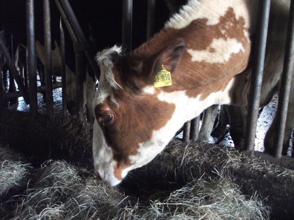 Sonstiges Wiesenberghof