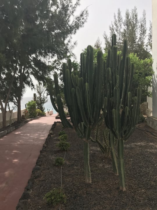 Gartenanlage Marina Playa Suite Hotel