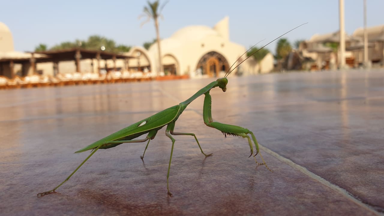 Sonstiges Shams Alam Beach Resort