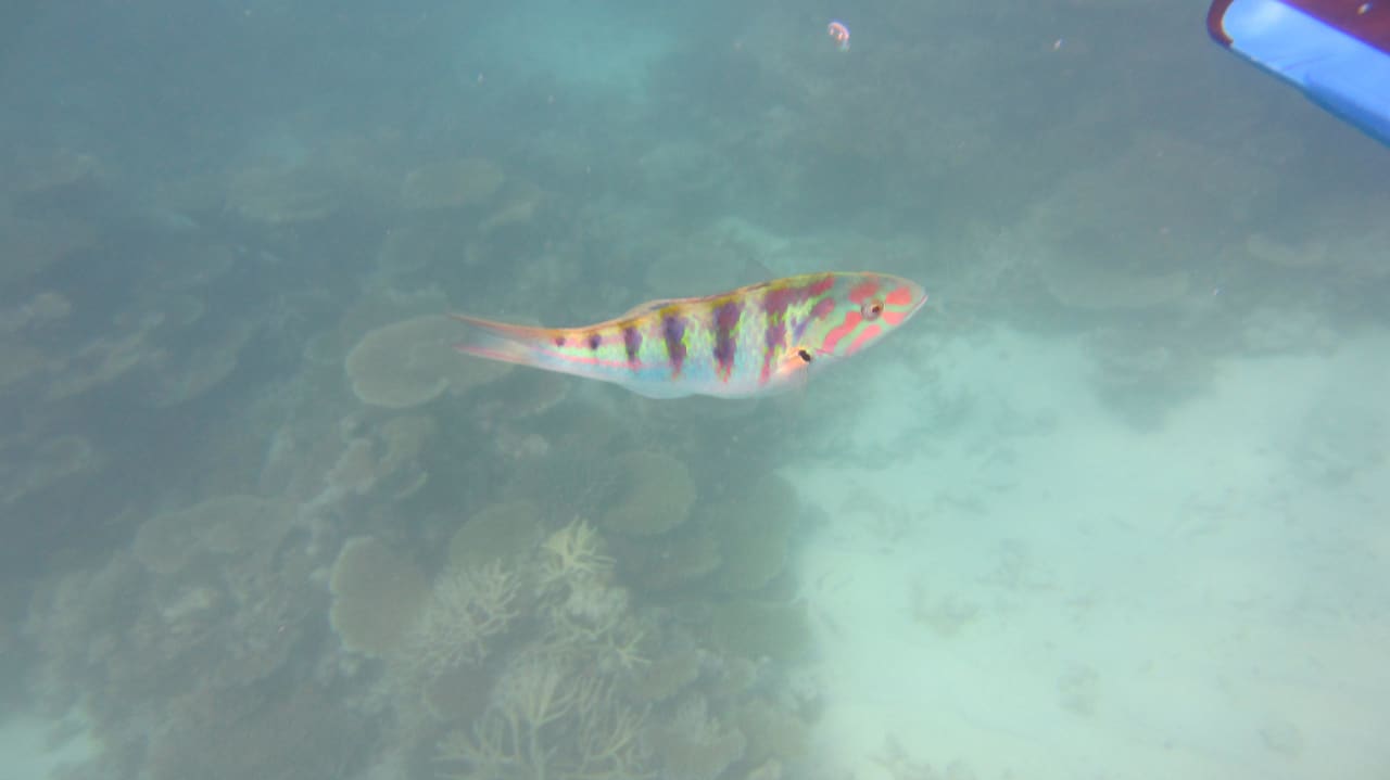 Schnorcheln - am Hausriff Meeru Maldives Resort Island