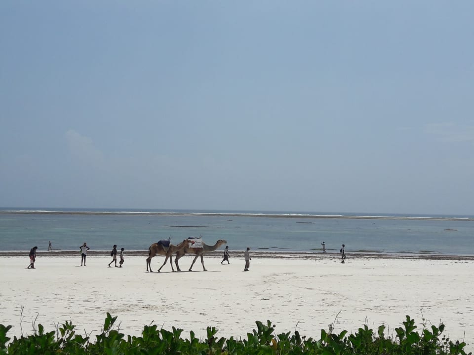 Strand Hotel Diani Sea Lodge