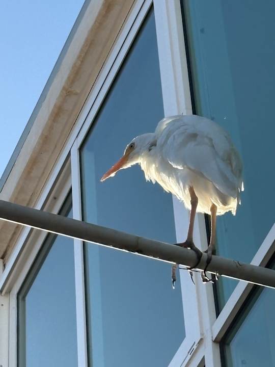 Sonstiges allsun App.-Hotel Esquinzo Beach