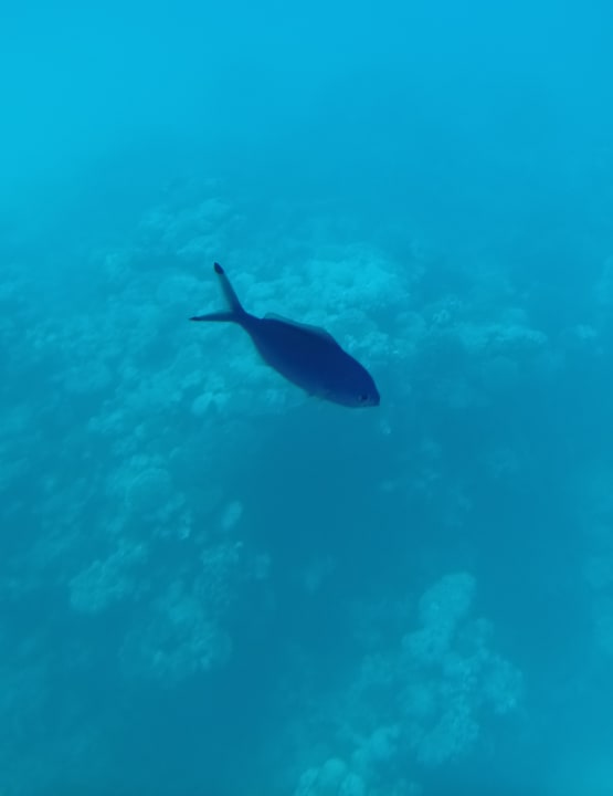 Sport & Freizeit Three Corners Sea Beach Resort