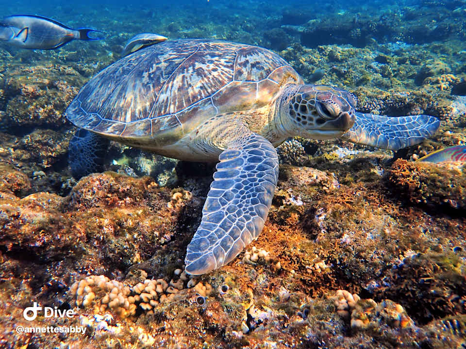 Sonstiges Three Corners Equinox Beach Resort