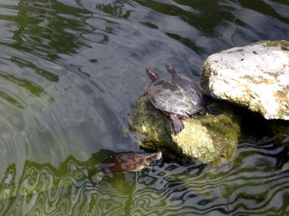 Teich vor der Lobby TRS Turquesa Hotel - Adults only