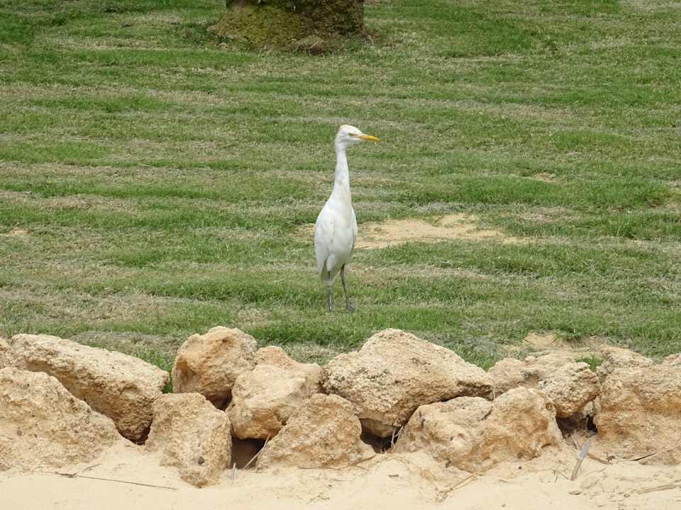 Gartenanlage Hotel Riu Karamboa