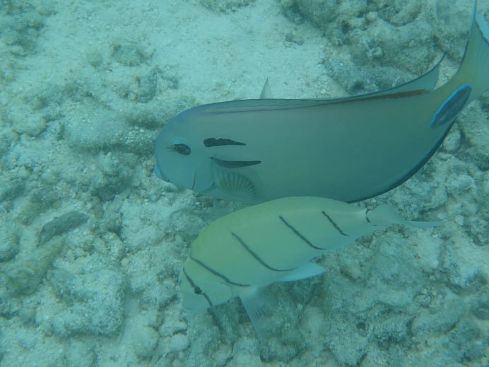 Unterwasserwelt Cinnamon Dhonveli Maldives