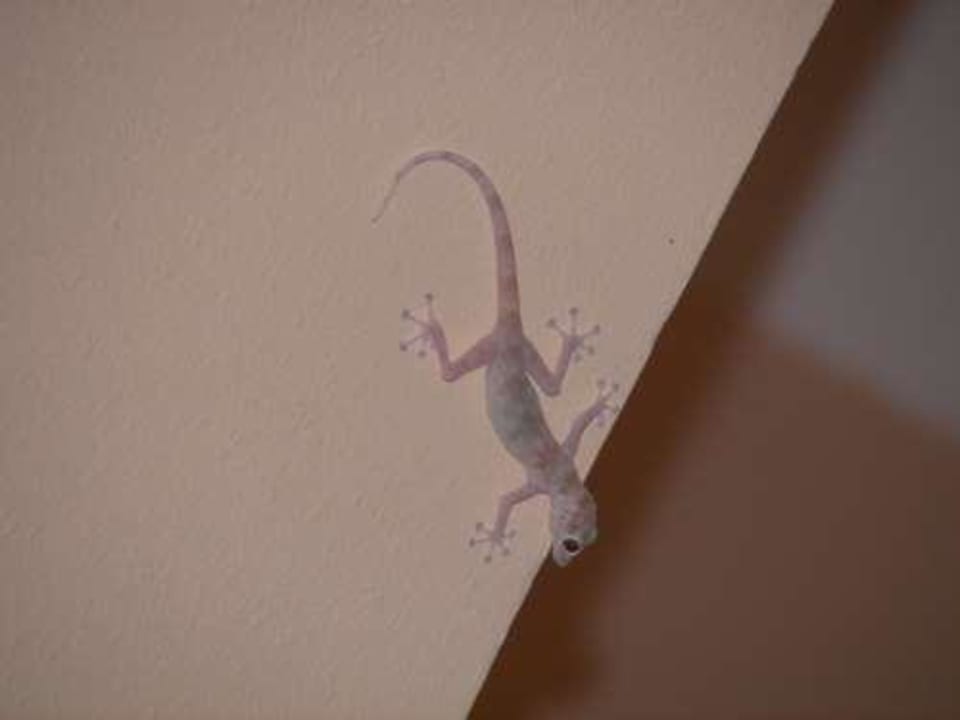 Ein lustiger Zeitgenosse Steigenberger Coraya Beach - Adults only