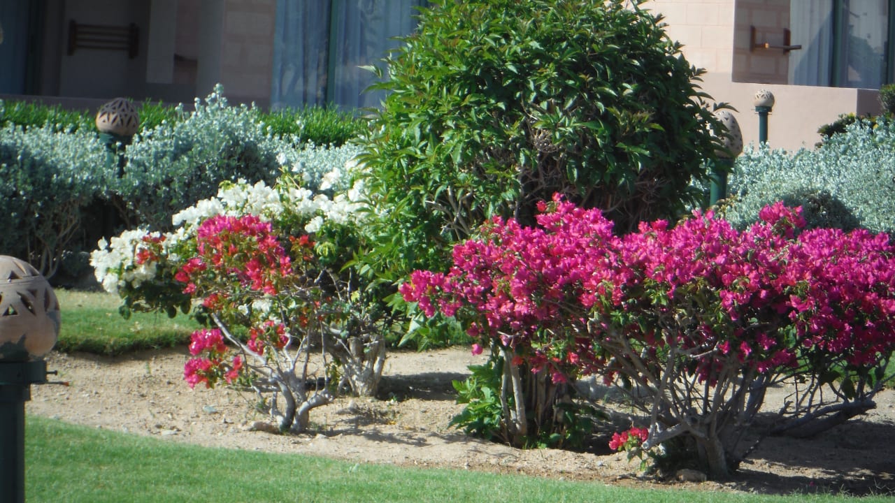 Gartenanlage Sentido Akassia Beach