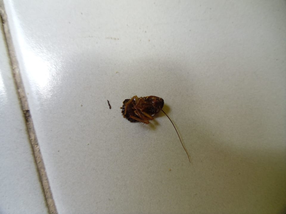 Unsere Gäste ... Atlantic Garden Beach Mate