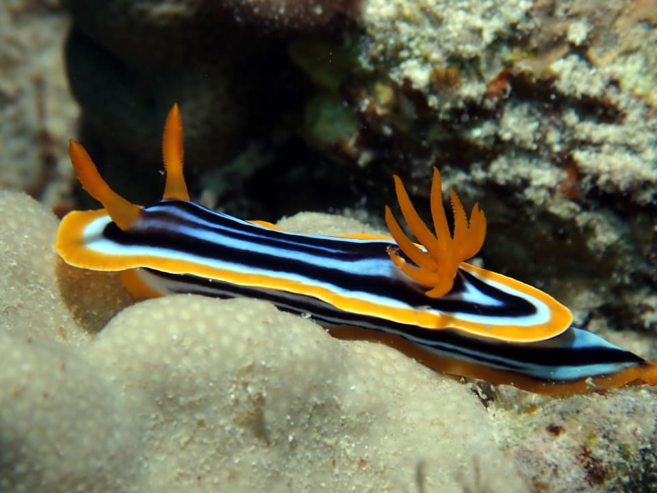 Sport & Freizeit Utopia Beach Club