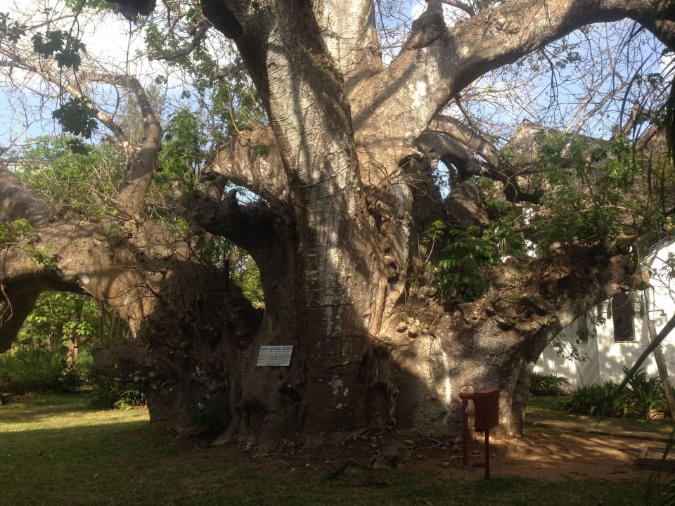 Ca. 500-jähriger Baobab-Baum Hotel Papillon Lagoon Reef