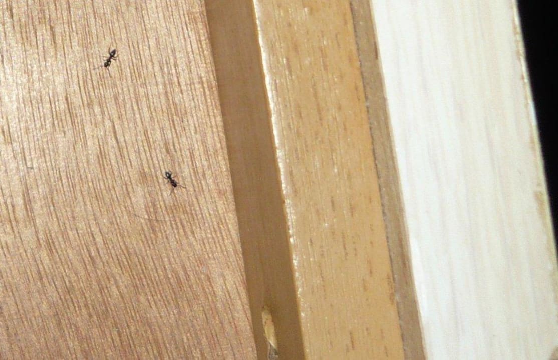 Ameisen im Nachtschrank Hotel El Mouradi Djerba Menzel