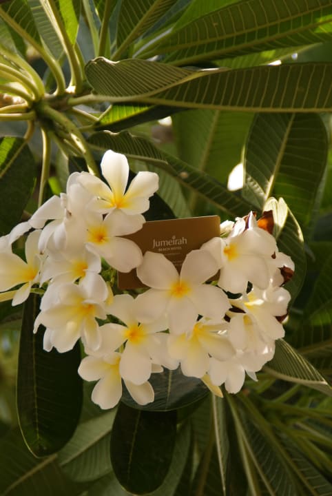 Am Pool Jumeirah Beach Hotel